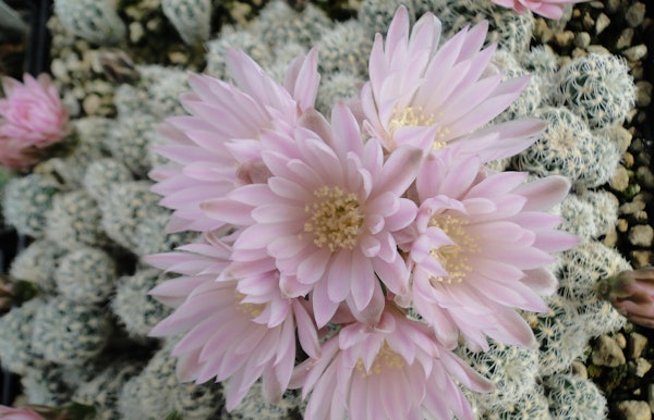 Veel cactussen in bloei, een prachtig kleurenpalet