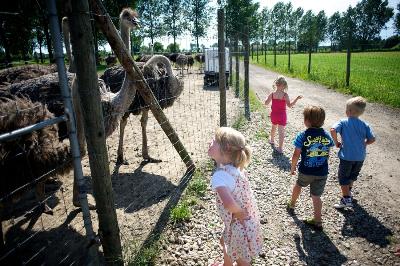 Afbeelding voor evenement Uitstap Struisvogelnest