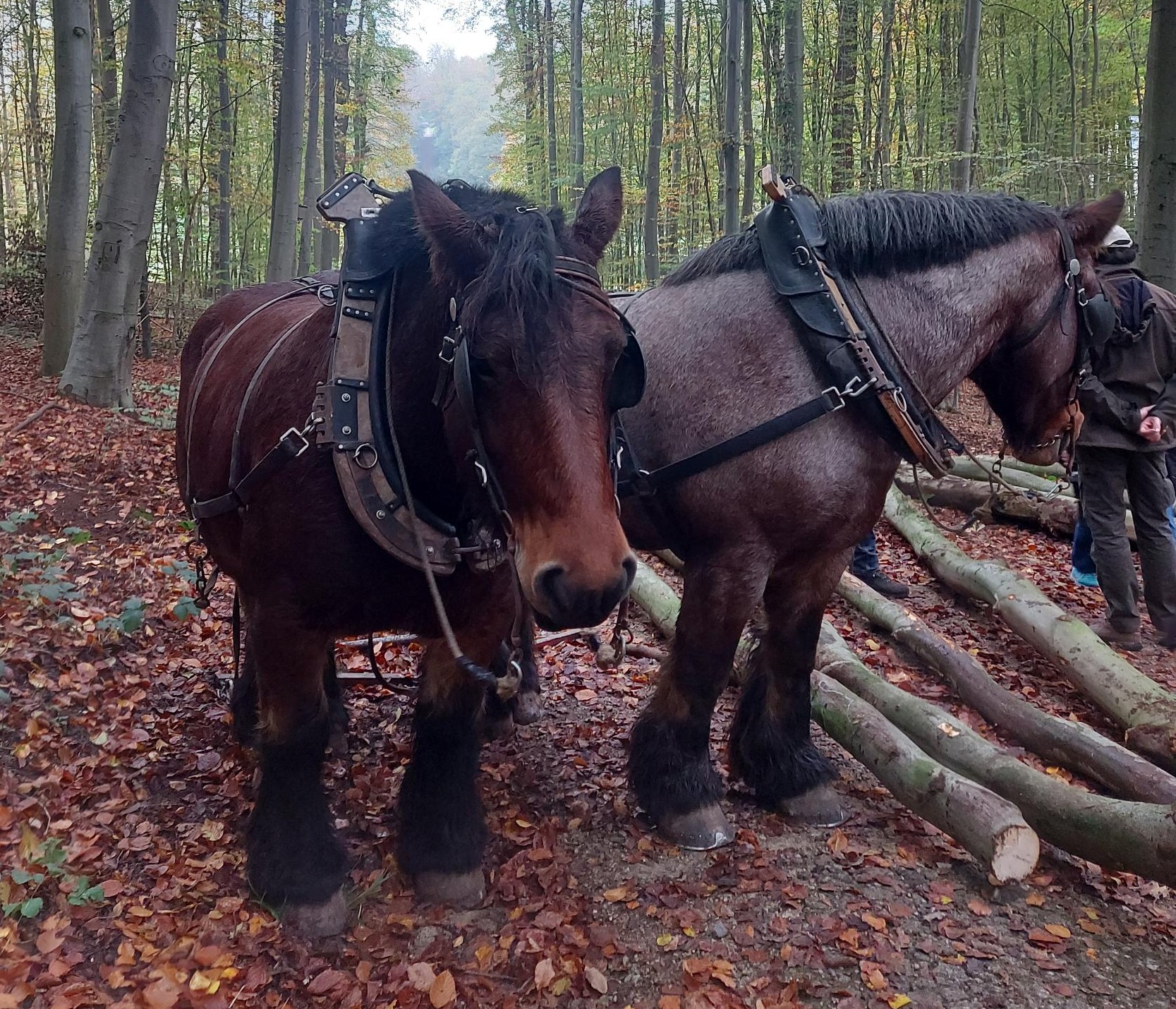 Brabantse trekpaarden aan het werk in het park van het kasteel van Gaasbeek