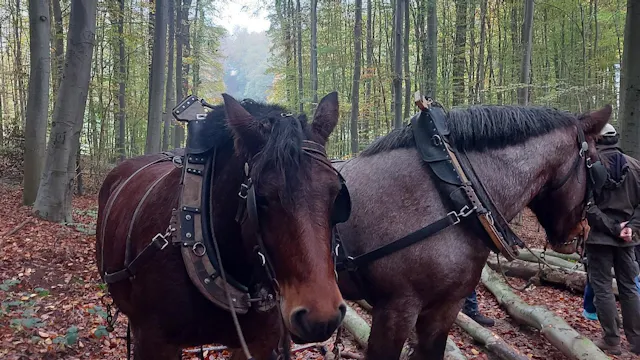Brabantse trekpaarden aan het werk in het park van het kasteel van Gaasbeek
