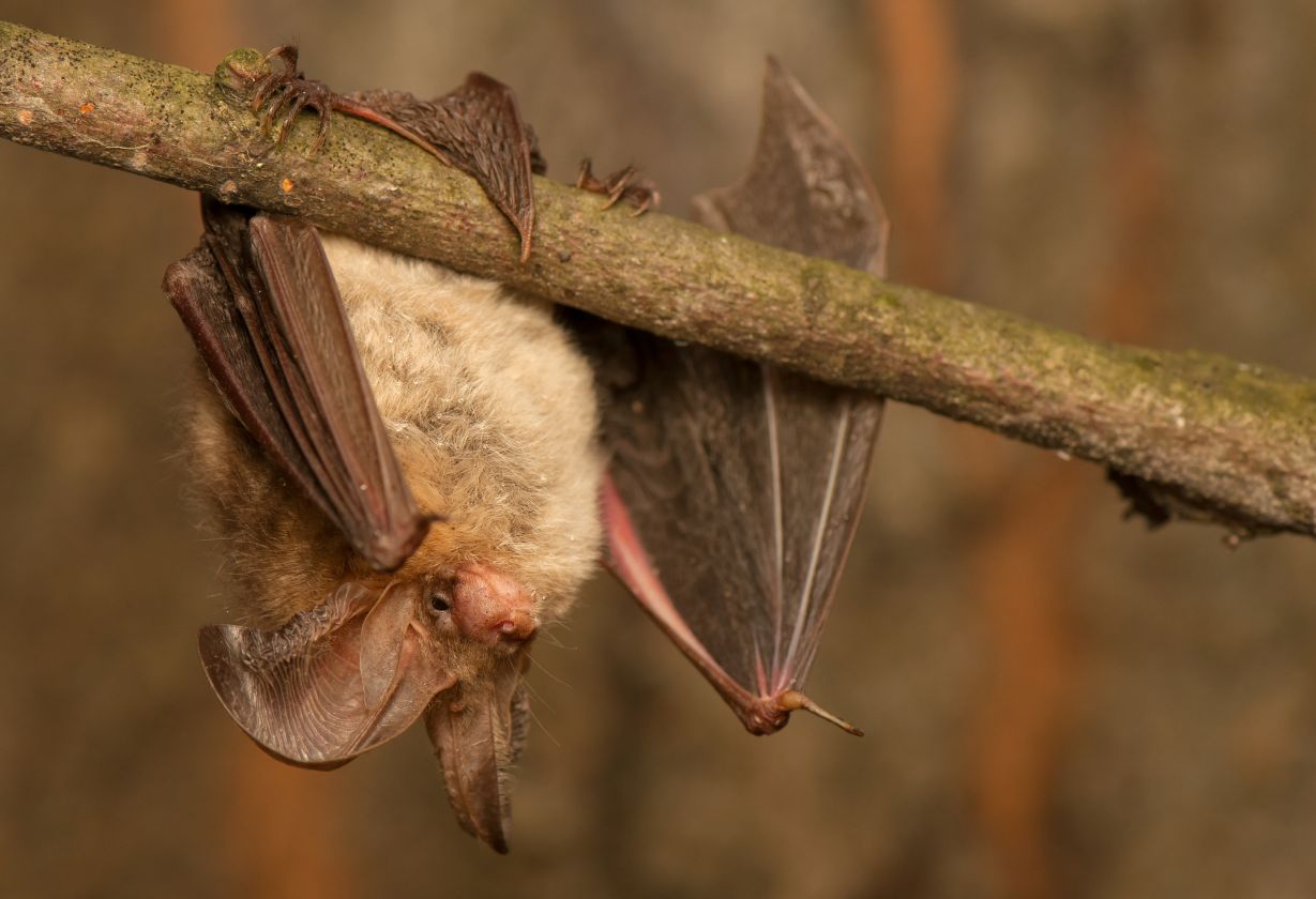 Gezinswandeling vleermuis klein.jpg