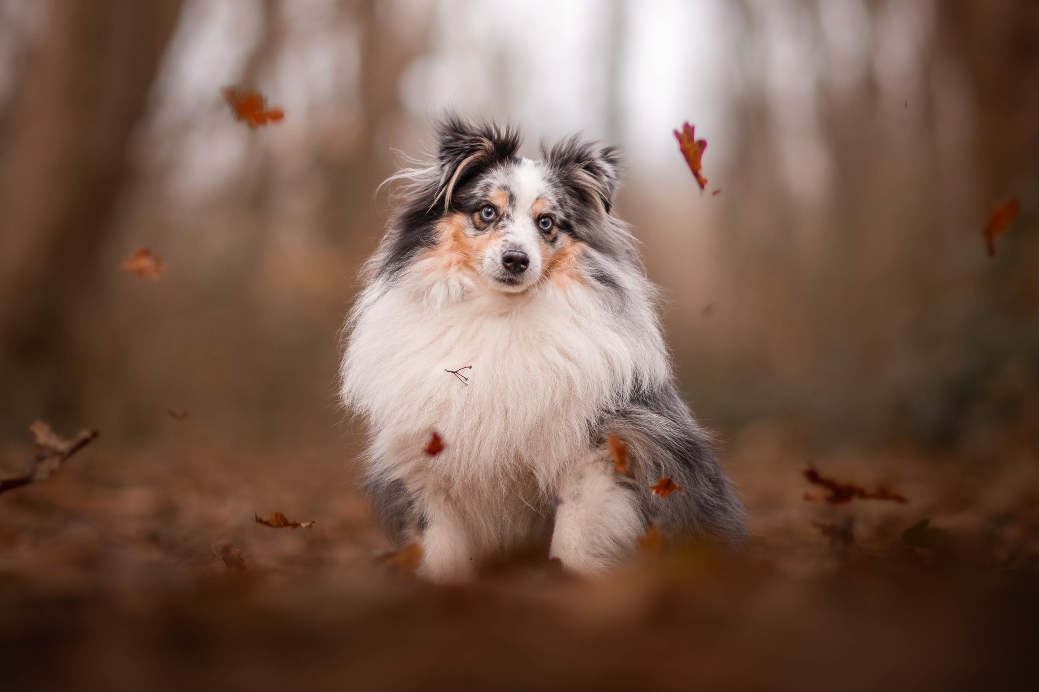Odie, onze sheltie