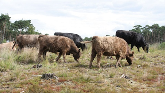 Natuureducatiecentrum De Vroente - Kalmthoutse Heide