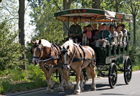 Paarden arrangementen