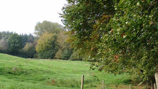 Muziekbos