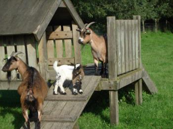 Kinderboerderij d' Oude Smelterij