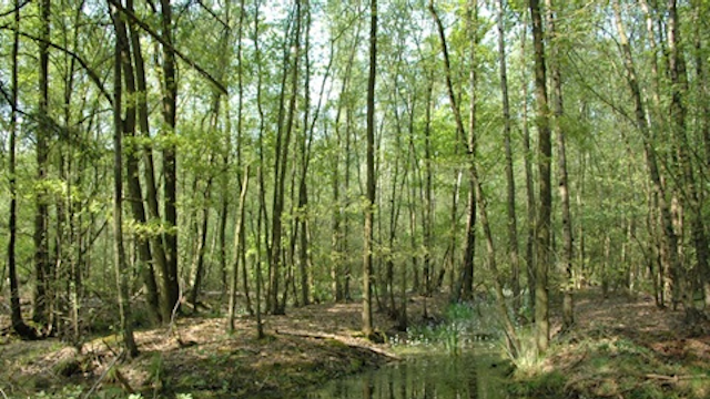 Stropersbos