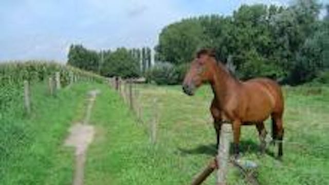 Callariswandelpad