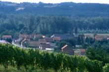 Wijngaardenwandeling