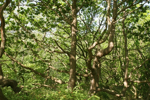 Duinbossen van De Haan