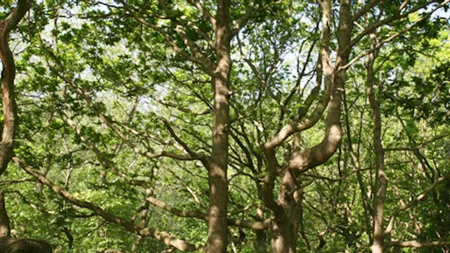 Duinbossen van De Haan