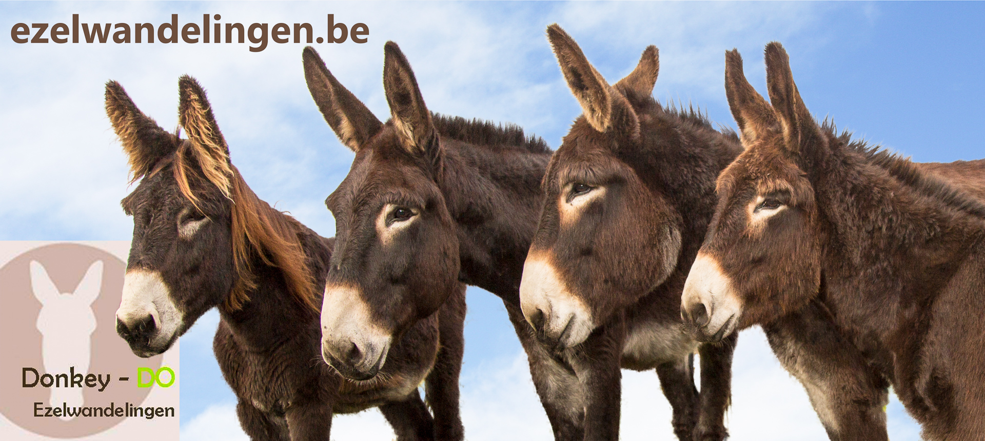 Begeleide ezelwandelingen