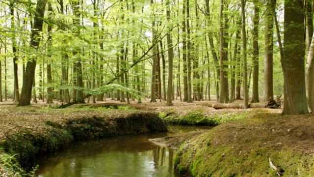 Wolfschot-De Renesse
