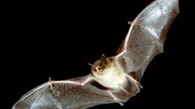 Muizenissen in het vleerbos