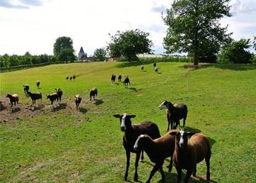 Fruitvalleiwandeling Sint-Truiden