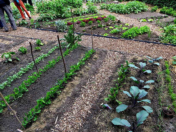 De volkstuin winterklaar maken