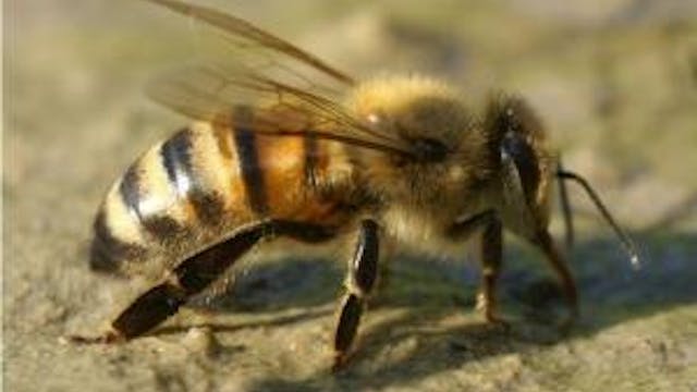 Lezing Insecten als voedselbron: DEZE LEZING IS AFGELAST wegens ziekte van de spreker.