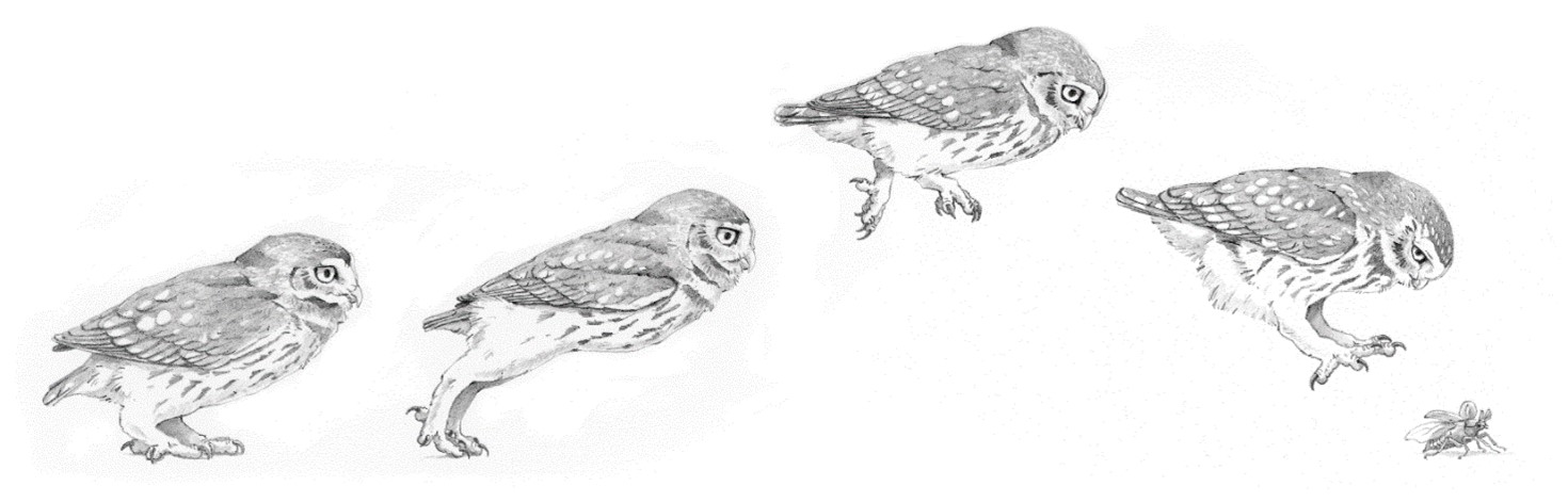 De steenuil in actie