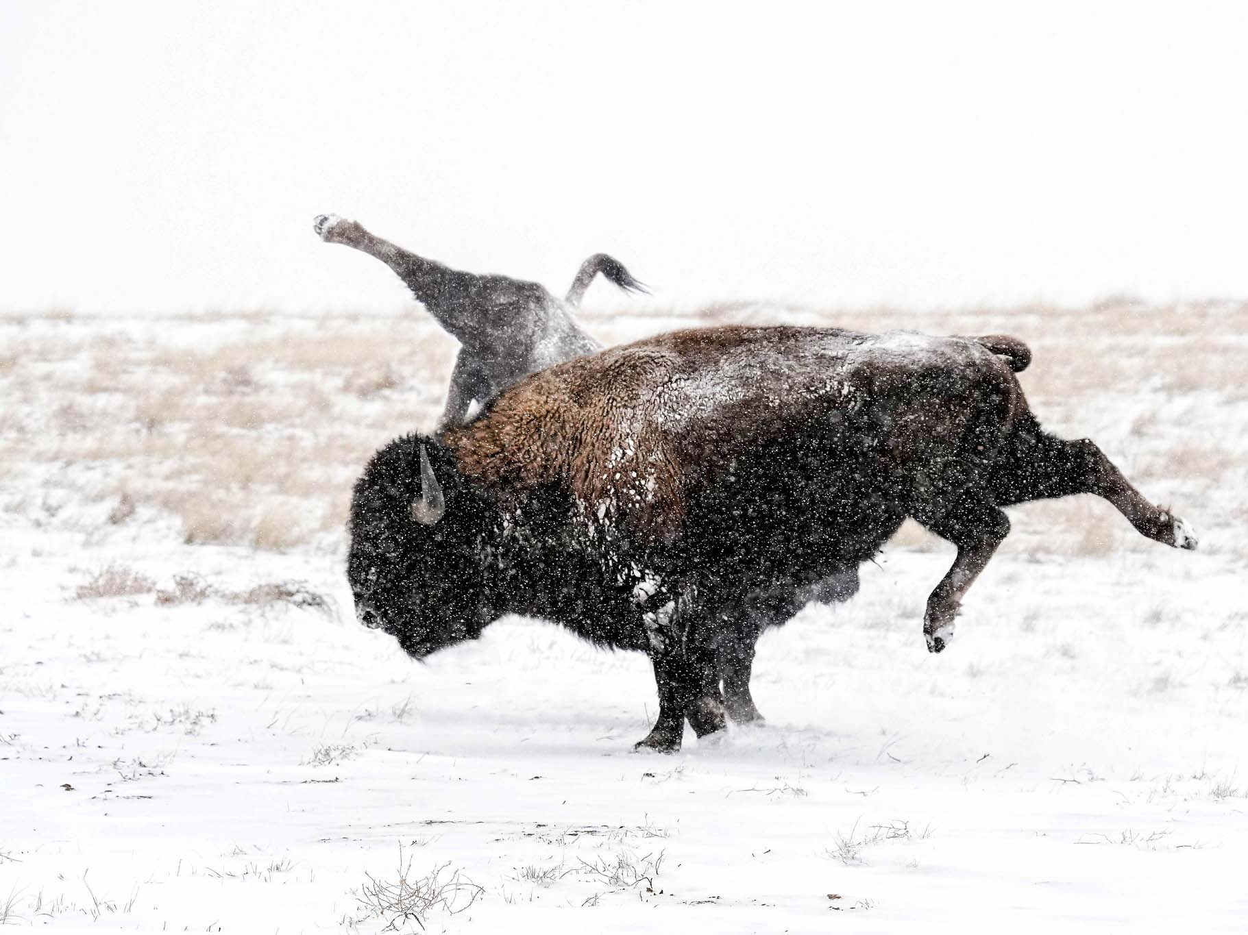 Thomas Vantuycom - Petty Bison (foto  Bernie Duhamel)