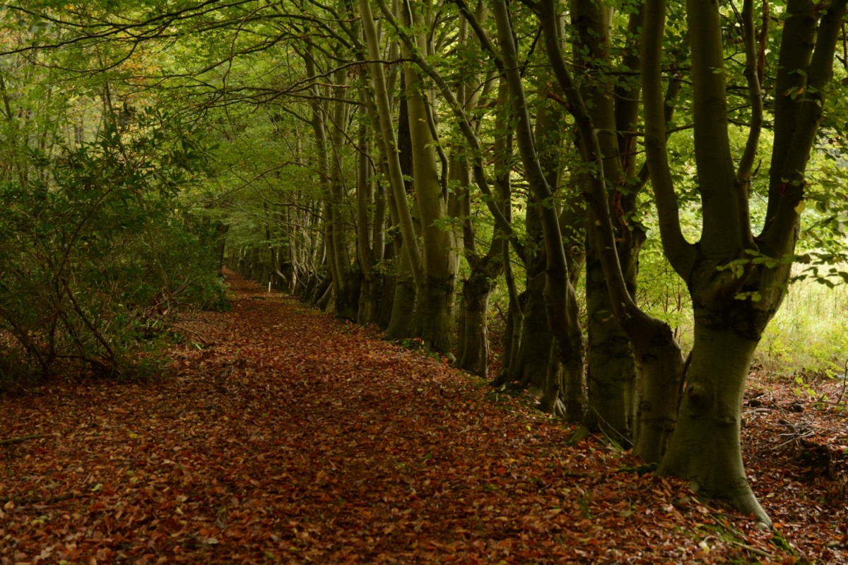 Liefdeslaan Den Rooy