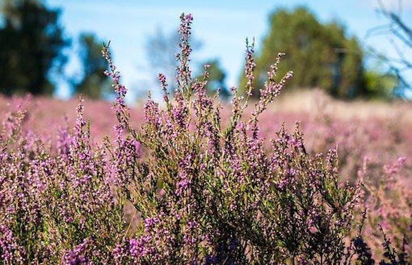 Snipwacht: themanamiddag heide