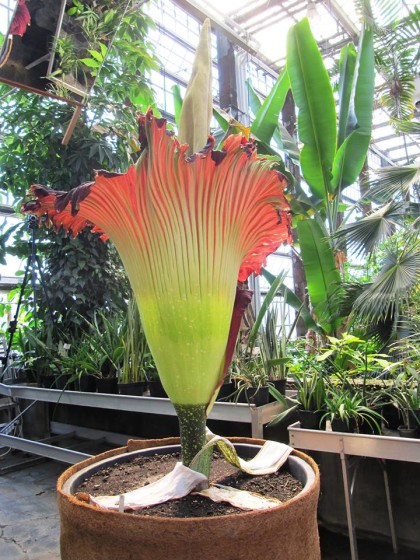 Een bloeiende reuzenaronskelk in de Plantentuin.