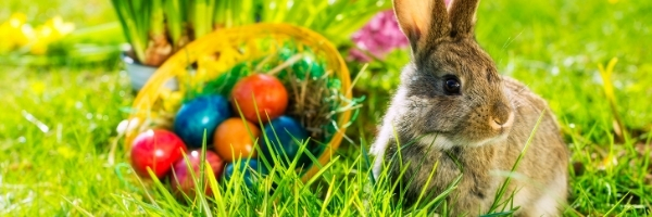 Image for gzbd activity