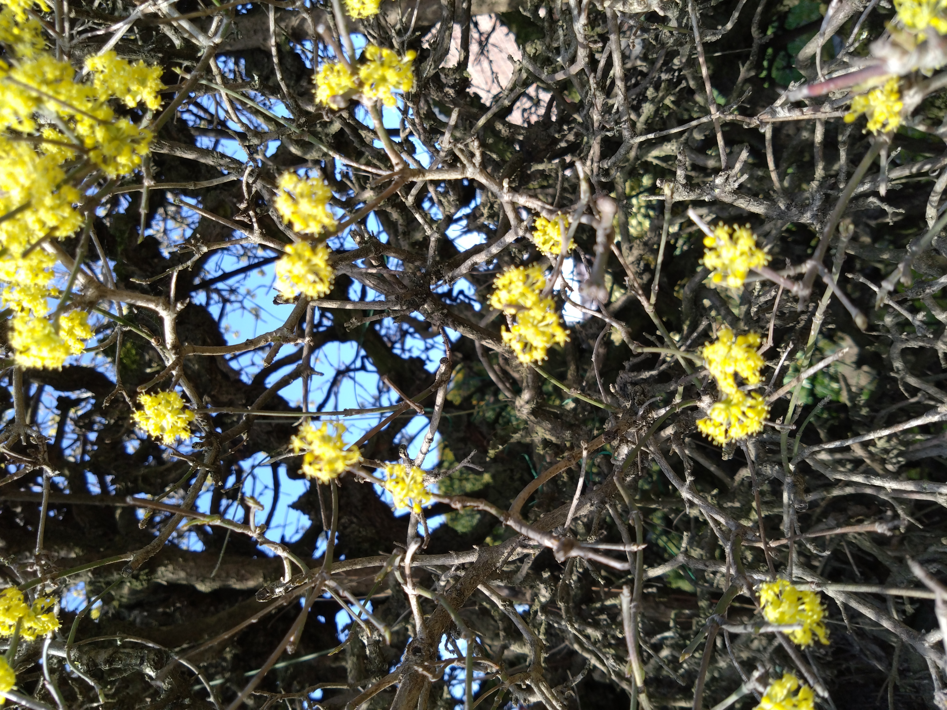 Kruis haag uit gele kornoelje in bloei