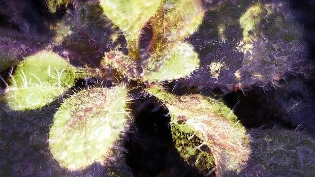 Macrofotografie met je smartphone: details, texturen en patronen