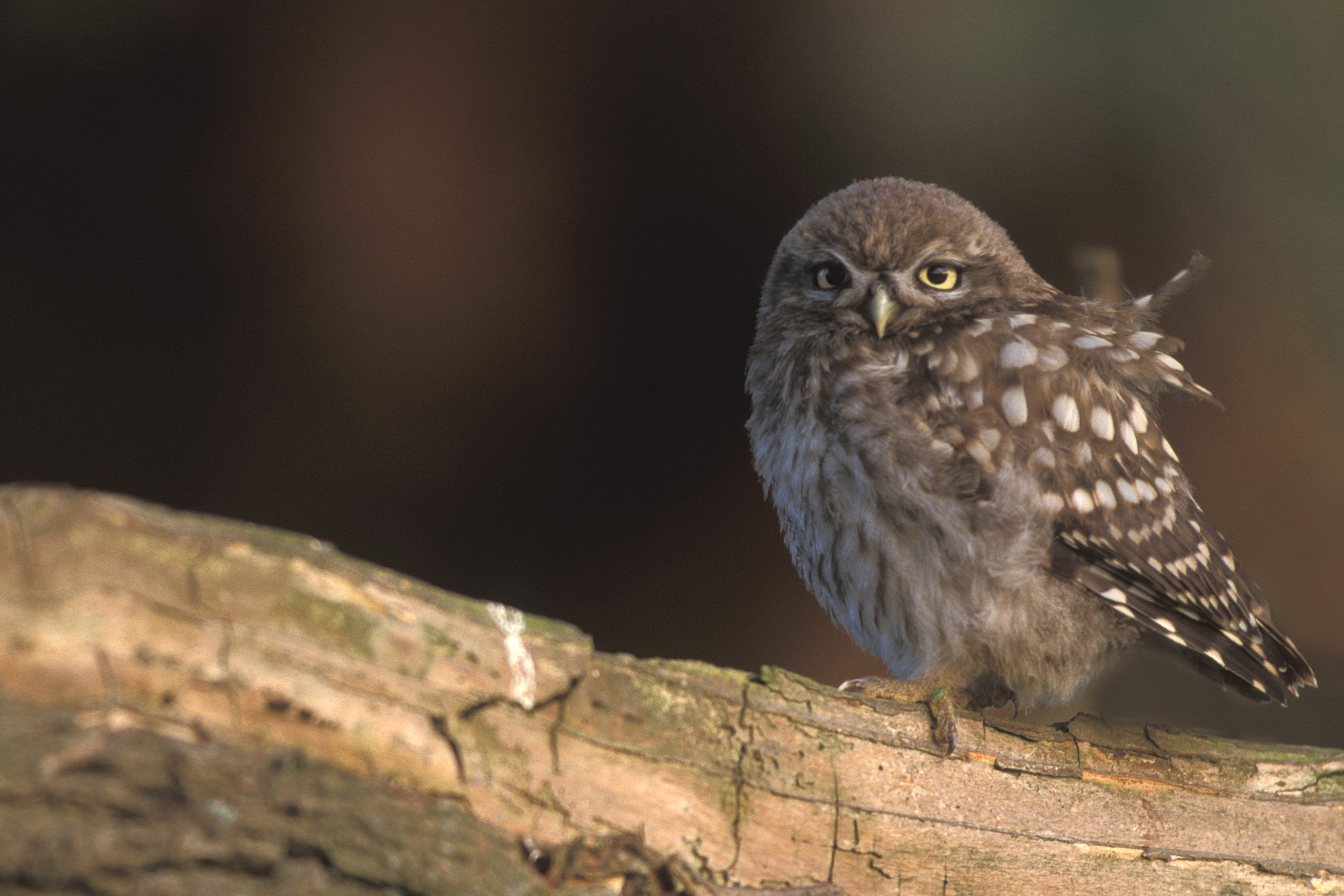 Nachtdierenwandeling