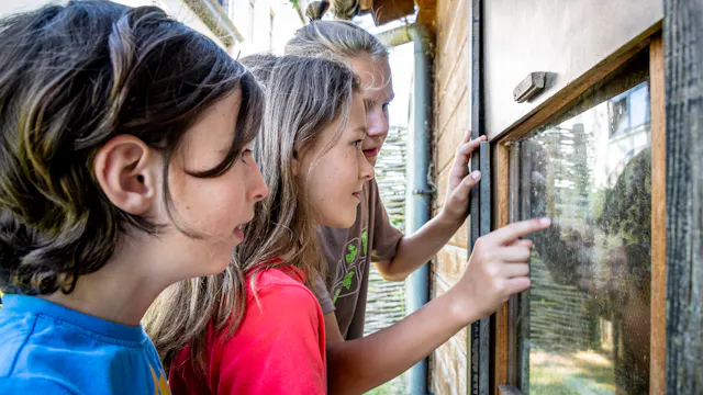 Een bij van dichtbij