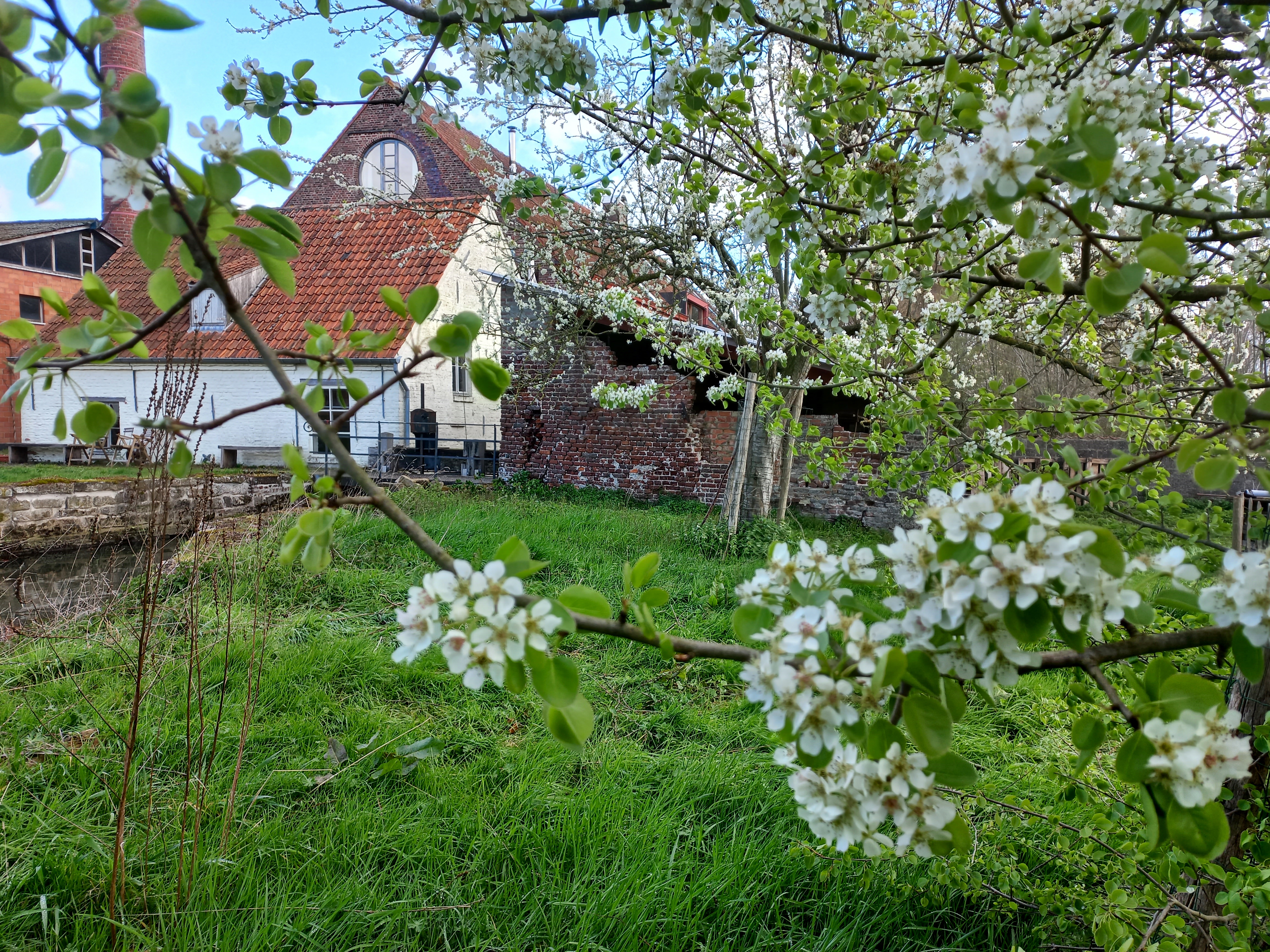hoogstamboomgaard aan de watermolen
