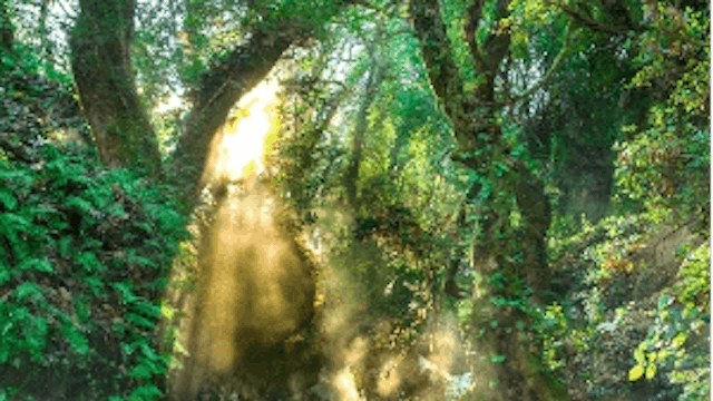 De Jurassische jungle