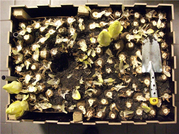 Kennismaken: Witloofteelt met Arnout