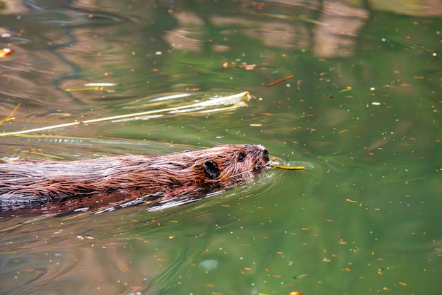 Bever
