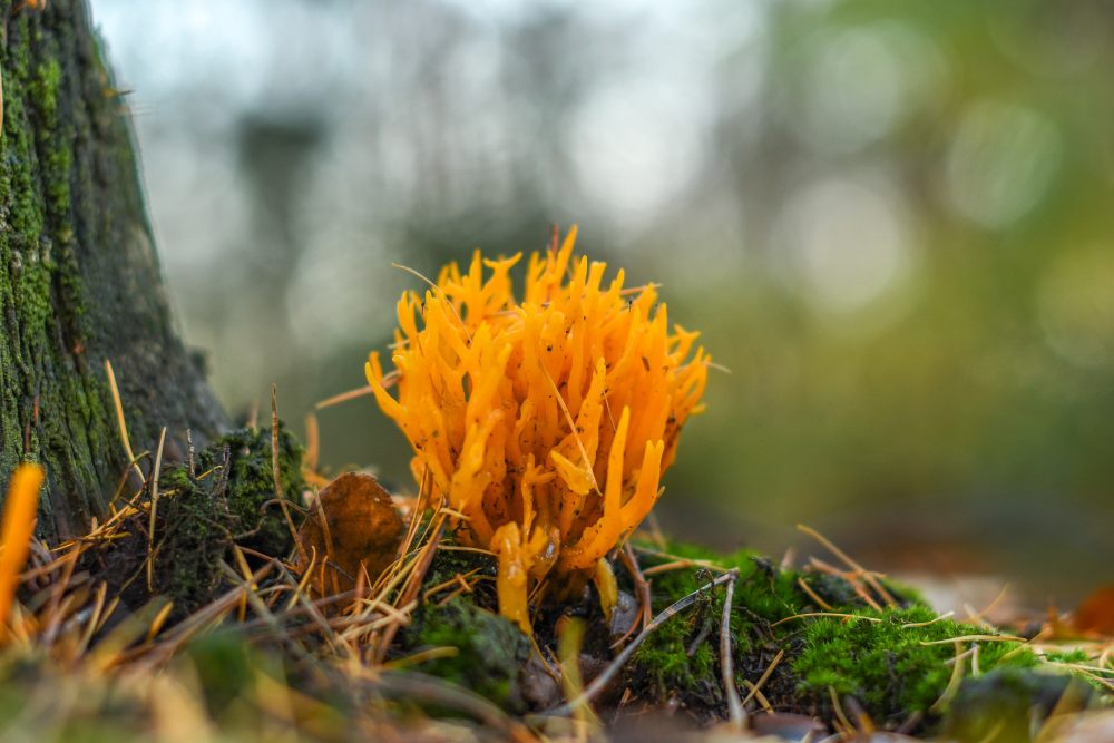 Schemerwandeling-Bos als verborgen samenleving.jpg KLEIN.jpg