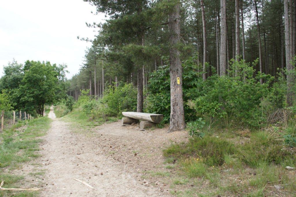 Rustbankje in het bos.