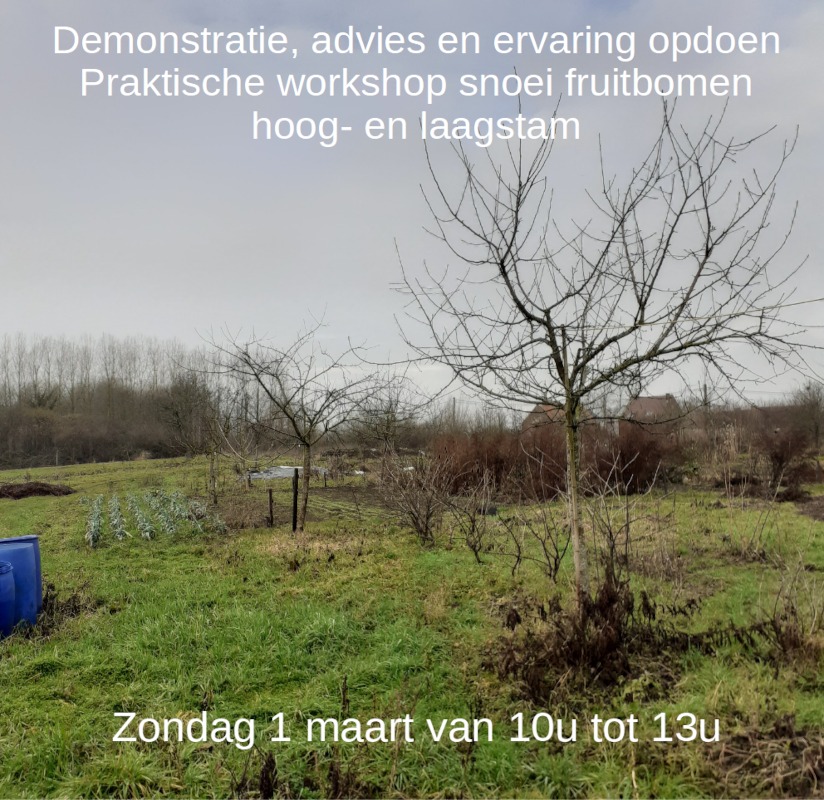 Praktische workshop snoei fruitbomen hoog- en laagstam