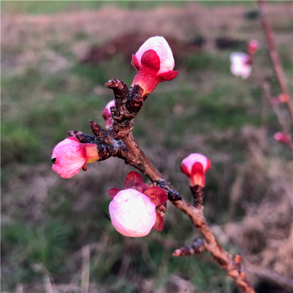 Musea van Fermentatie