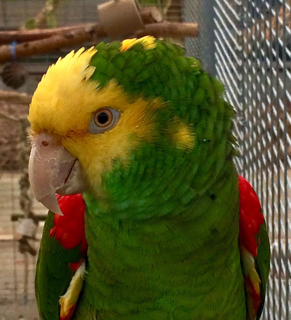 kom honderden papegaaien bewonderen .Doorlopende animatie goochelaar clown springkasteel piratenschip liveband