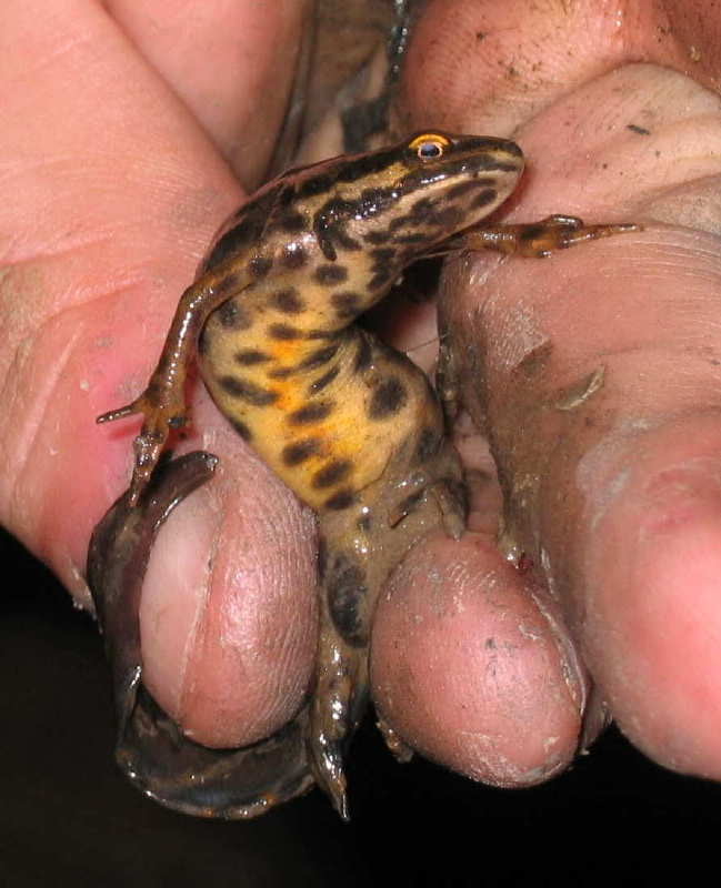 Rondleiding in het frans