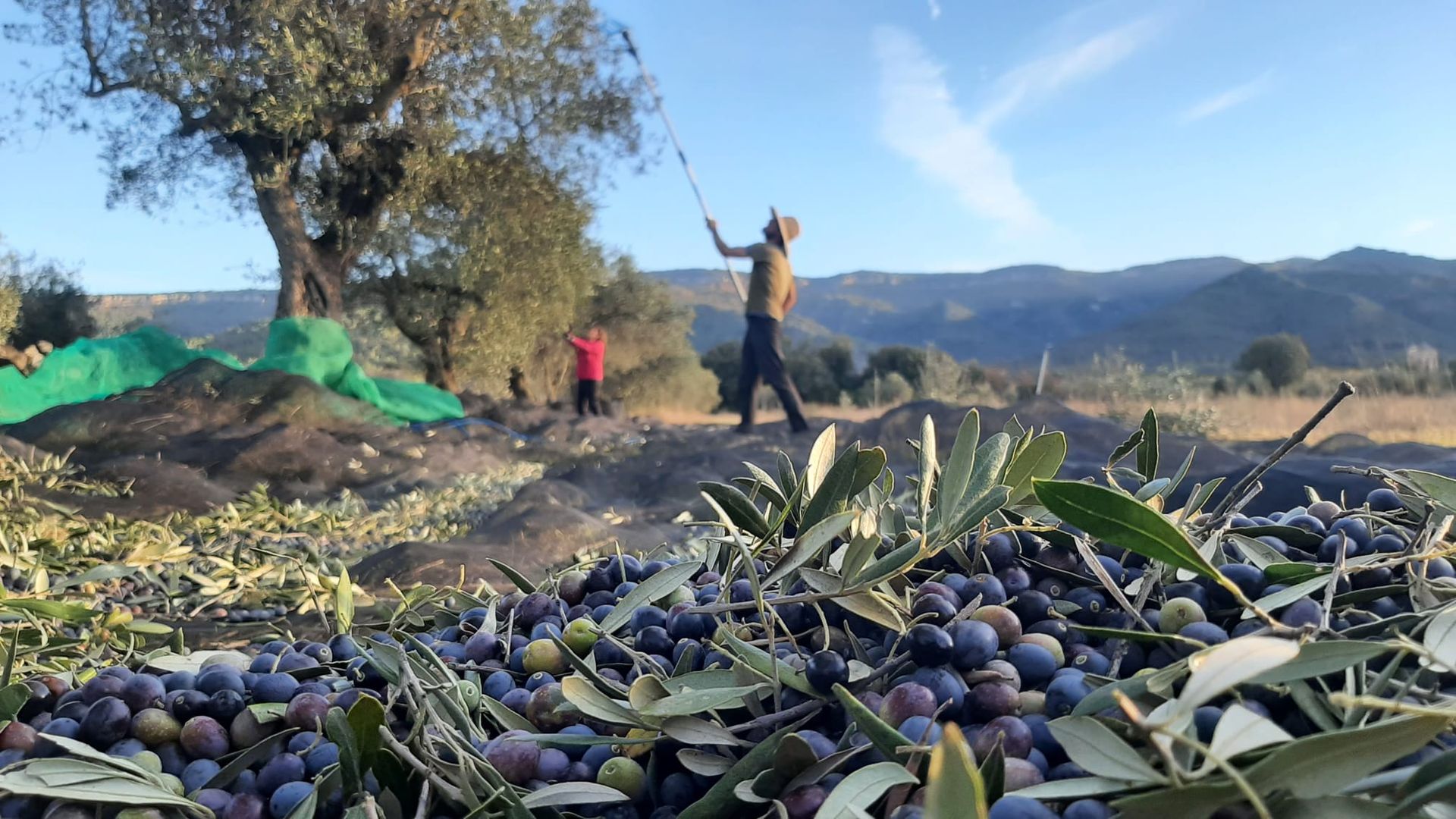 Olijfolie proeven - Llagams Organics