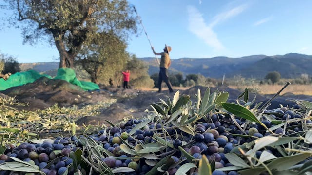 Olijfolie proeven - Llagams Organics