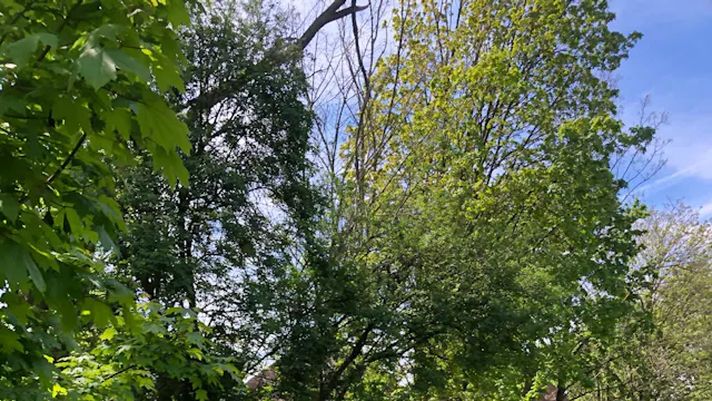 wijkwandeling voorjaar 2024