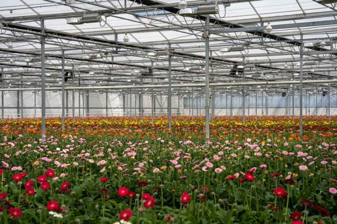 Bezoek Gerberatelers en Zimmerstad Lier 