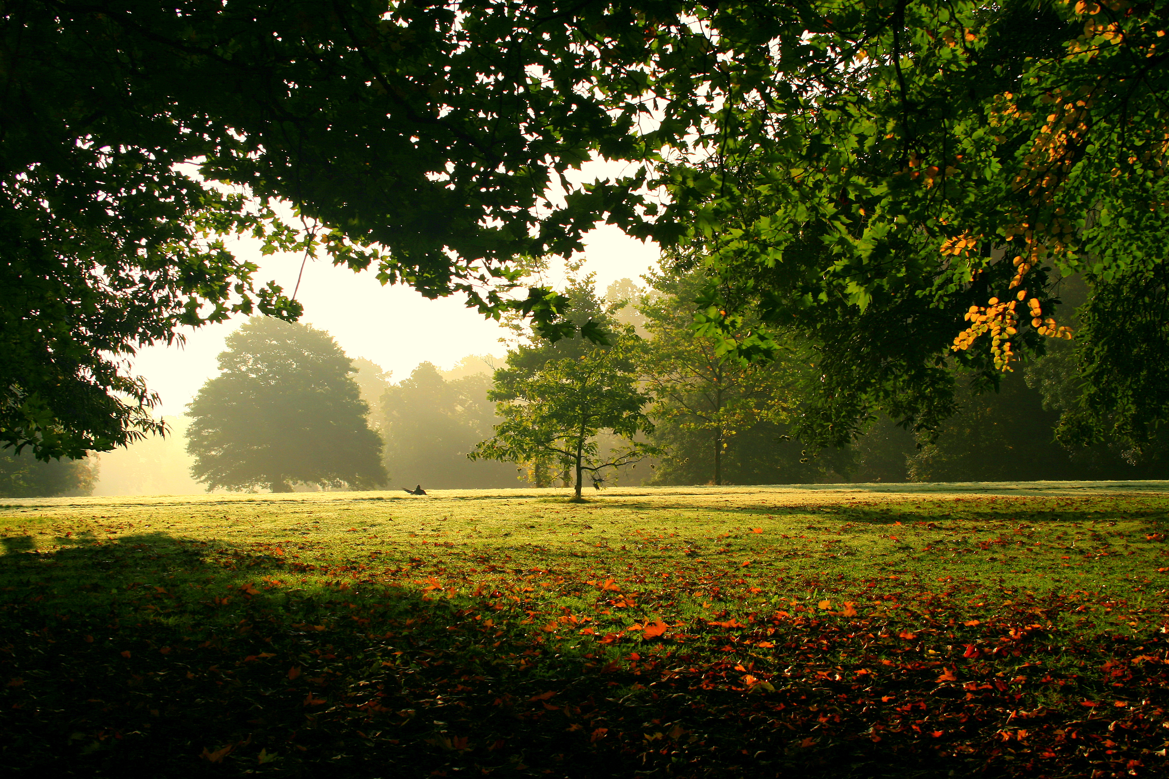 In het Spoor van het Bomenboek