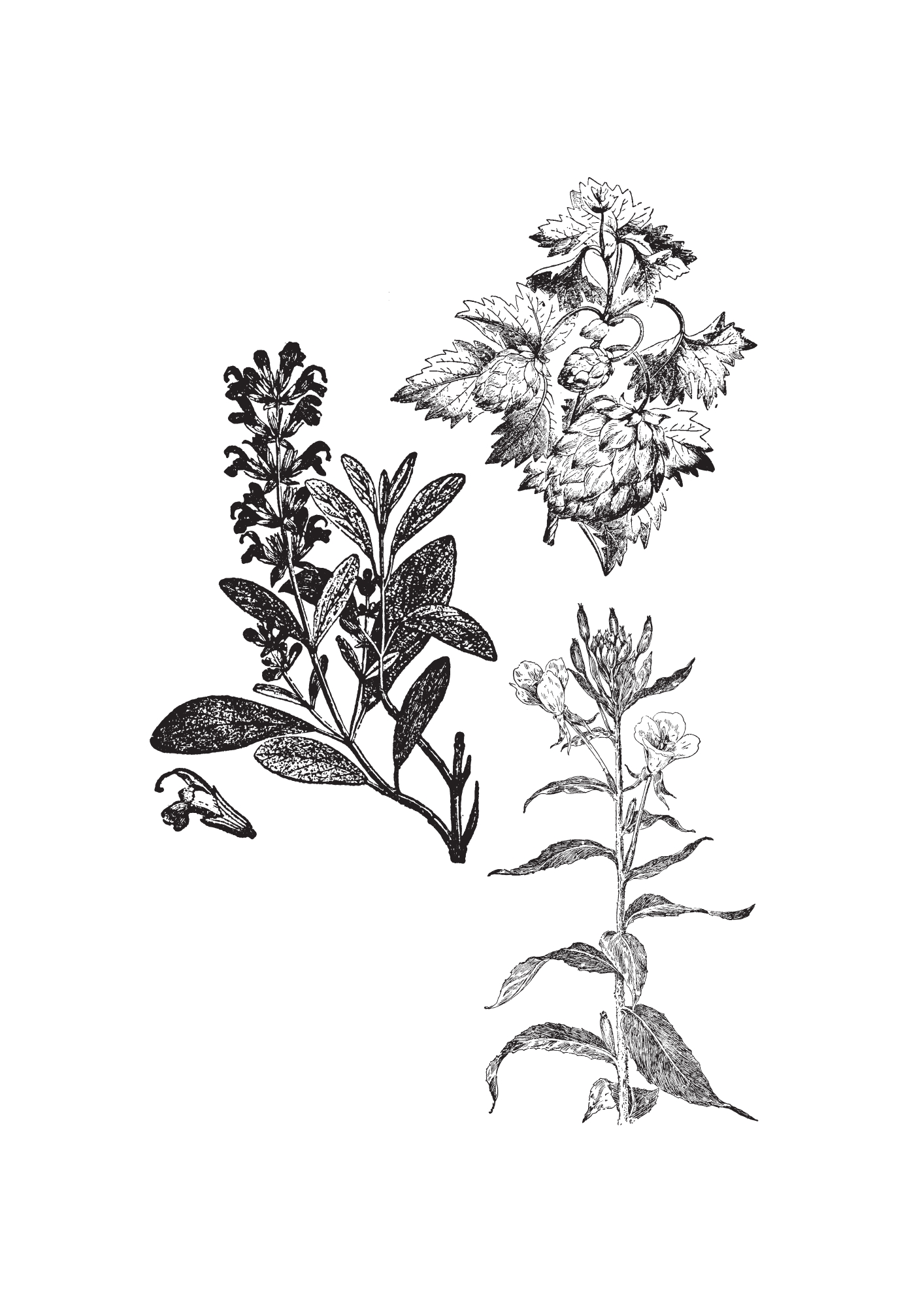 Wilde planten voor vrouwen in de overgang