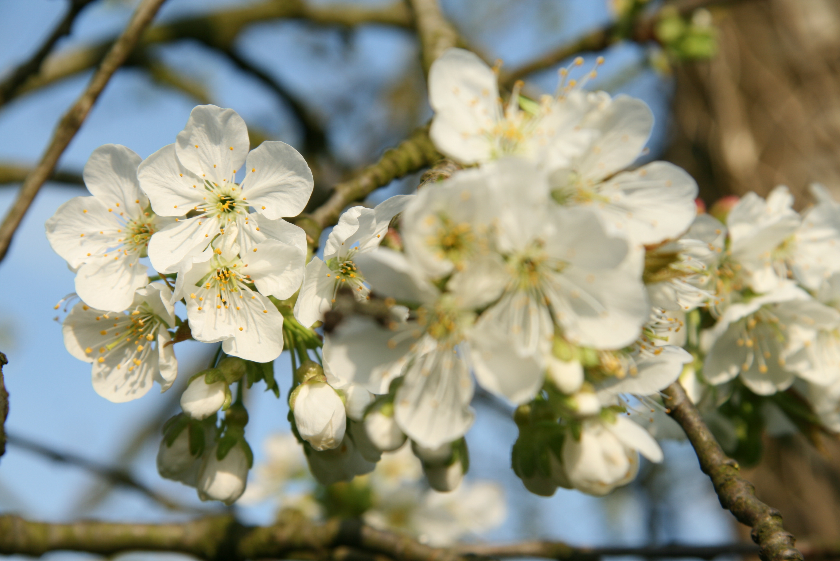 Wilde lentekruiden wandeling in Voedselbos 'de nieuwe hof'
