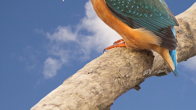 Ijsvogel