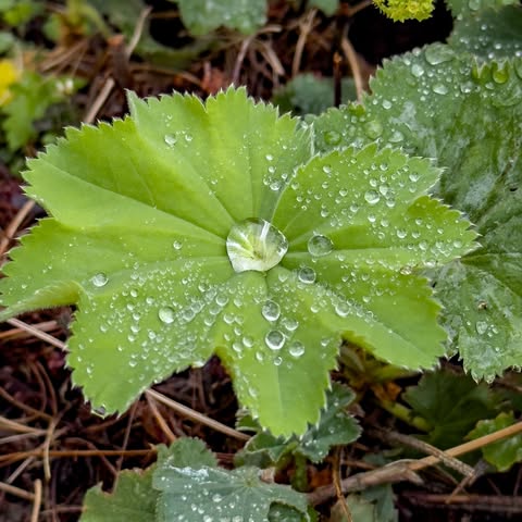 meer natuur in de stad